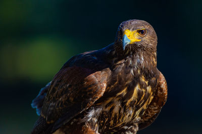 Close-up of eagle
