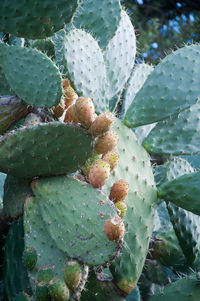 High angle view of prickly pear cactus