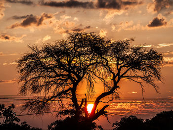 Silhouette tree against sky during sunset