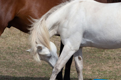 Close-up of a horse grazing in the field