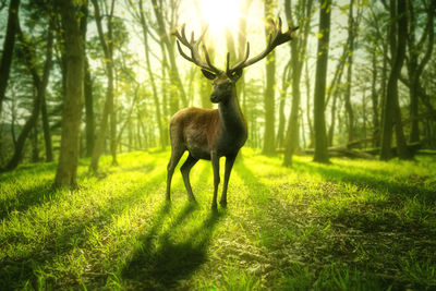 Deer standing in a forest