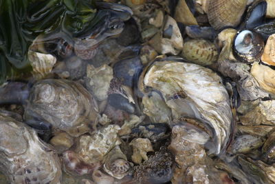 High angle view of crab in market