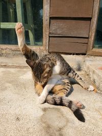 High angle view of cat resting