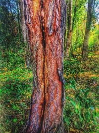 tree trunk