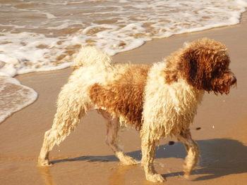 Spanish water dog walking at beach