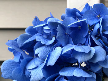 Close-up of purple hydrangea plant