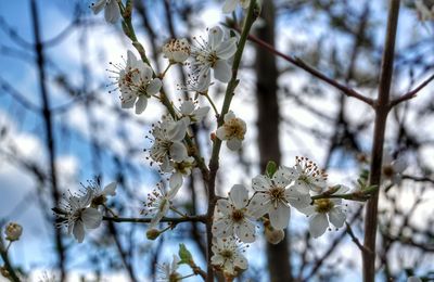 Close-up of cherry blossoms in spring