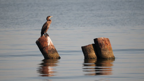 Bird perching on wooden post in sea