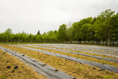 Road by trees on field against sky