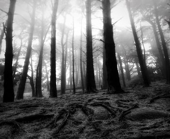 Trees in forest