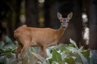 animal