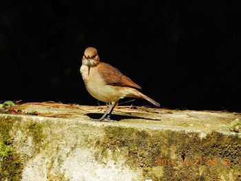 Close-up of bird perching