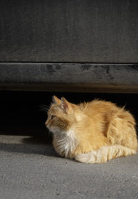 Portrait of cat on floor