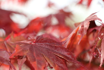 Close-up of dry maple leaves