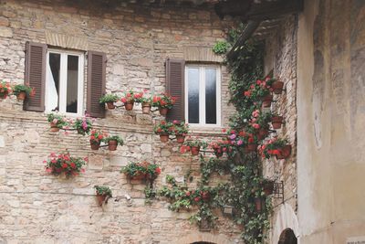 Low angle view of potted plants on old building