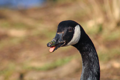 Close-up of a bird canada goose 