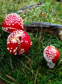 Close-up of mushroom growing on field