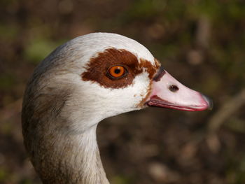 Close-up of head of nile goose 