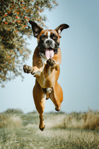 Portrait of dog jumping on grassy field against clear sky