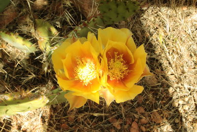 Close-up of yellow flowers blooming in field