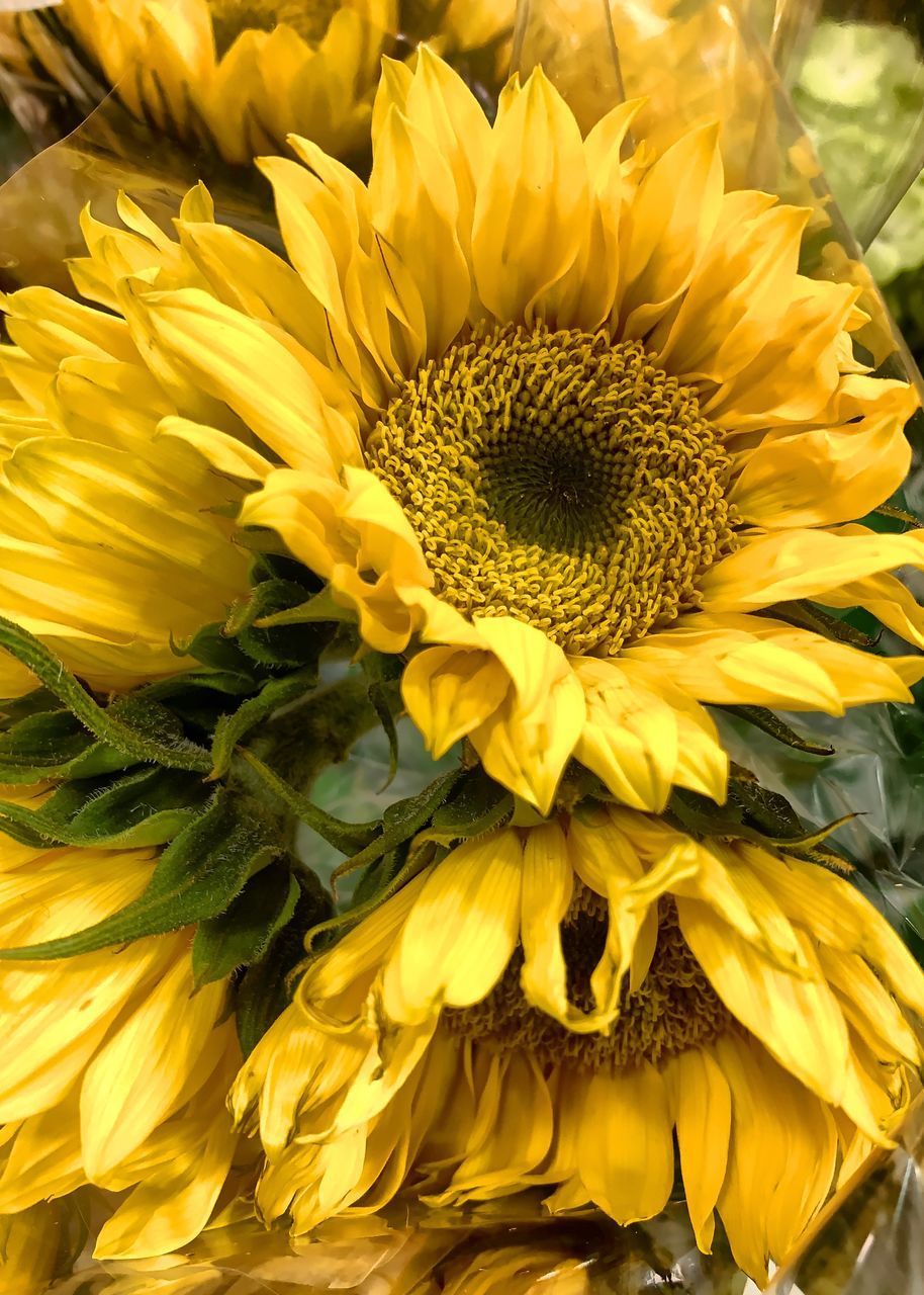 CLOSE-UP OF YELLOW FLOWER