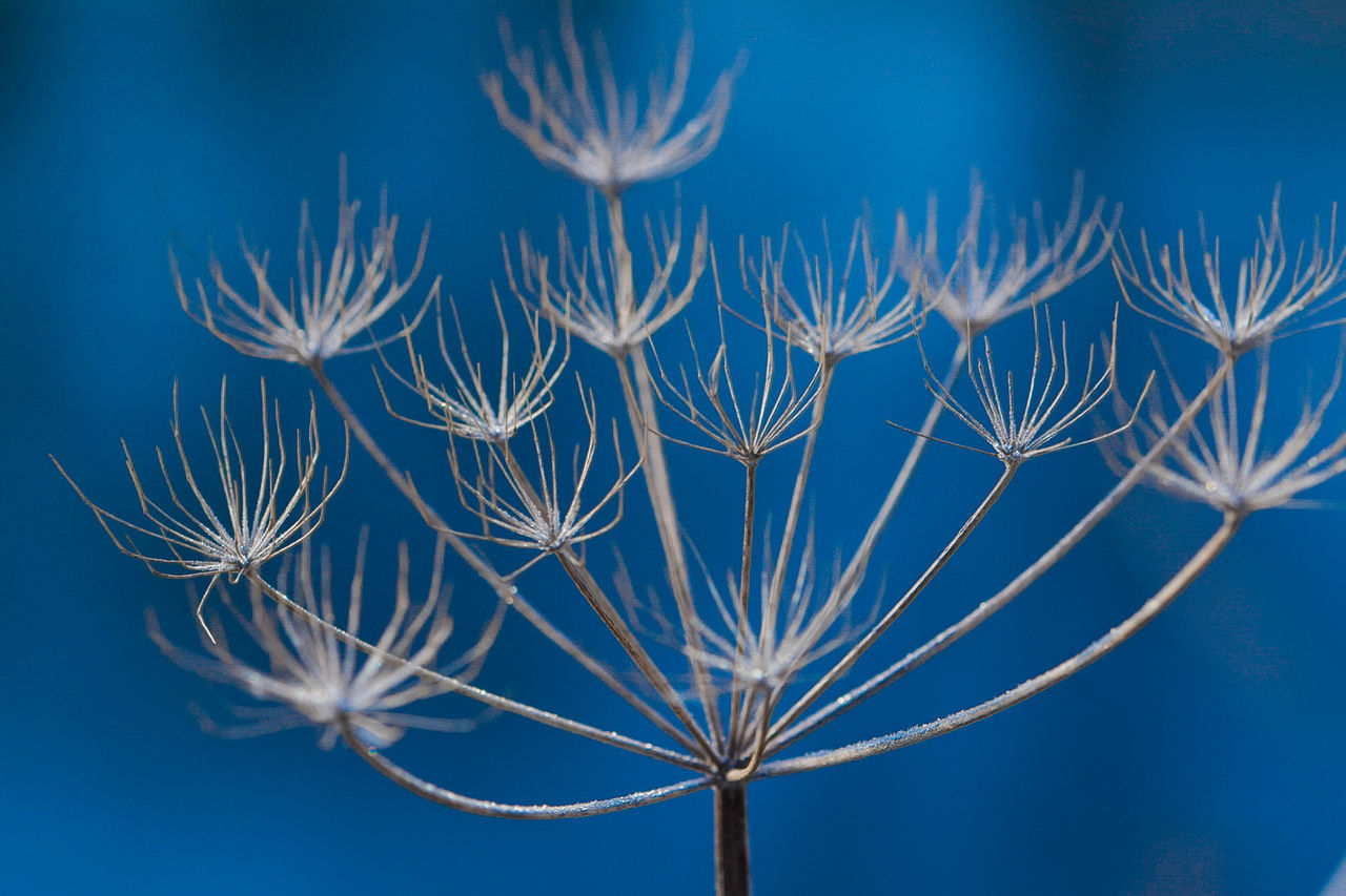 CLOSE-UP OF BLUE WATER DROPS ON PLANT AGAINST SKY