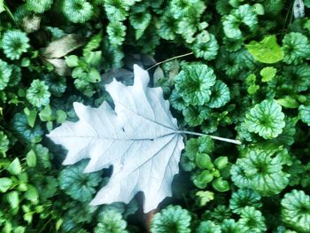 Close-up of leaves