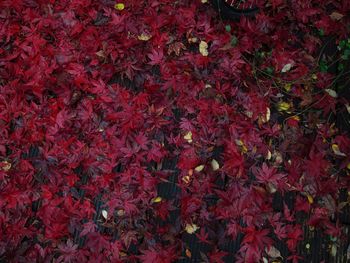 Full frame shot of red flowers