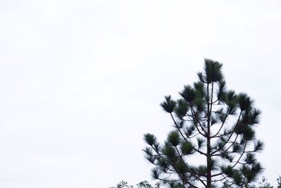 Low angle view of tree against clear sky