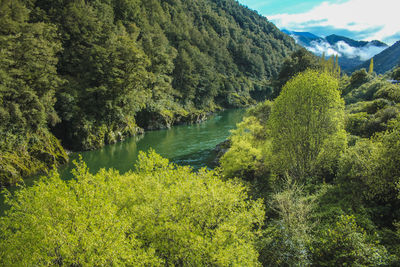 Scenic view of forest
