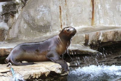 High angle view of sea lion in zoo sitting on a rock