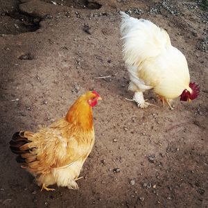 Rooster in farm