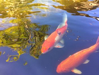 High angle view of koi fish in water