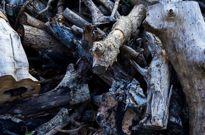 High angle view of driftwood on tree trunk