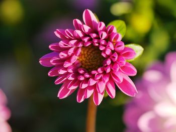 Close-up of pink flowering plant