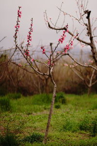 Flowers growing on field