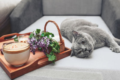 Cat relaxing on potted plant
