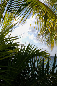Close-up of palm tree leaves