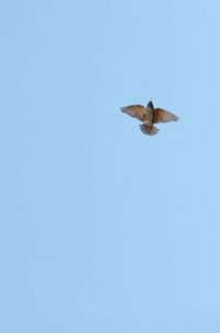 Low angle view of bird flying against clear blue sky