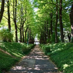 Footpath amidst trees in forest