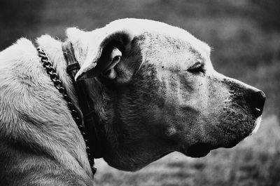 Close-up of dog