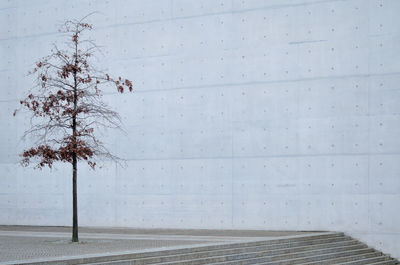 Tree against sky