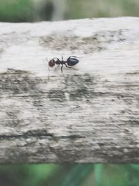 High angle view of insect on a water