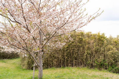 Cherry blossoms in spring against sky