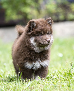 Close-up of dog on grassy field