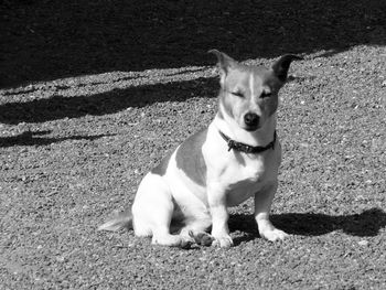 High angle portrait of dog on grass