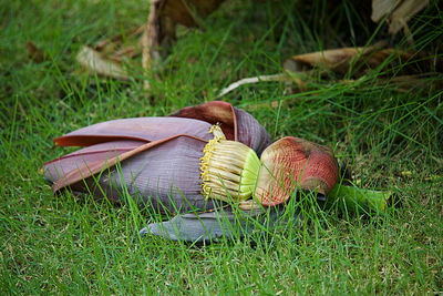 Close-up of mushrooms growing on field