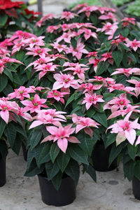 Close-up of pink flowers blooming in park