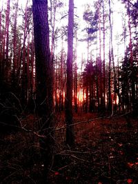 Trees in forest against sky