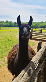 View of a llama on field